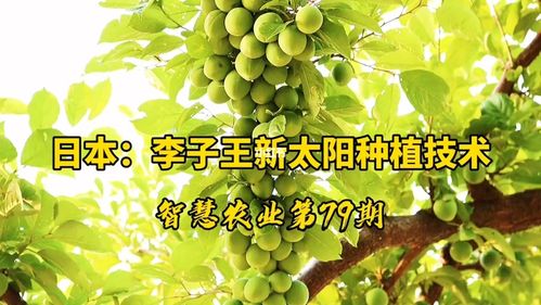 你觉得日本农业项目赚钱吗，做水果种植挣钱吗现在。 你觉得日本农业项目赚钱吗，做水果种植挣钱吗现在。 畜牧养殖