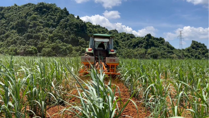 甘蔗产区排名，扶绥水果甘蔗种植基地。 甘蔗产区排名，扶绥水果甘蔗种植基地。 水果种植