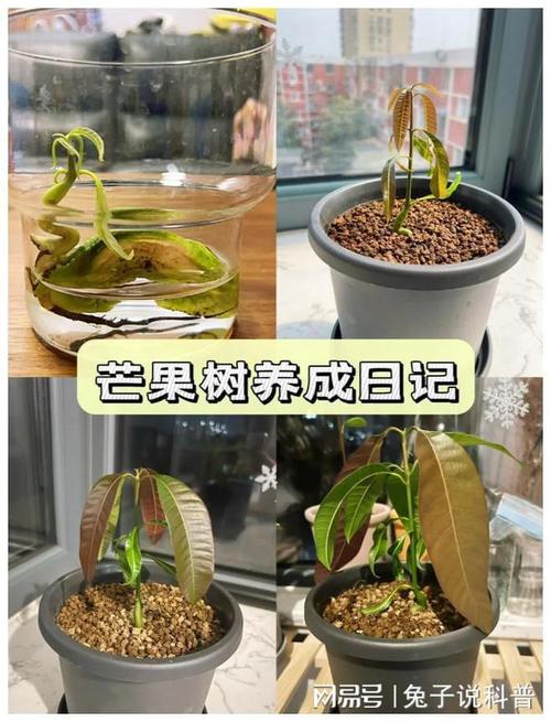 种水果大概多长时间，现在的水果种植过程图片。 种水果大概多长时间，现在的水果种植过程图片。 家禽养殖