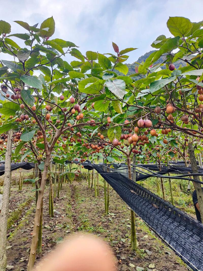 云南适合种植什么果树，云南适合水果种植吗。 云南适合种植什么果树，云南适合水果种植吗。 土壤施肥