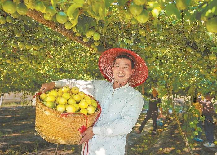 宁德霞浦适合种植什么水果，闽东种植什么水果最多。 宁德霞浦适合种植什么水果，闽东种植什么水果最多。 畜牧养殖