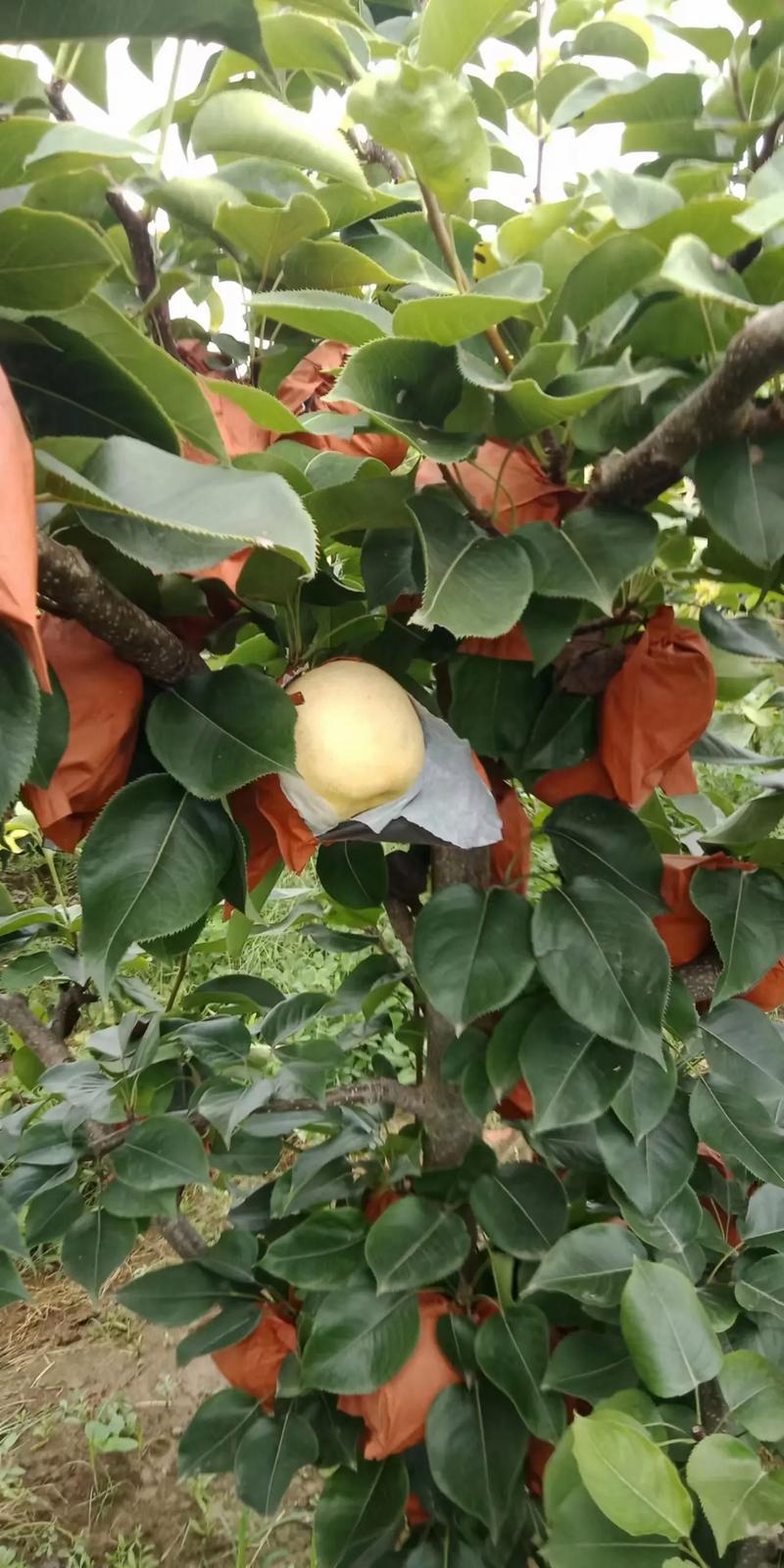 春节期间济南免费景点，三川镇水果种植基地。 春节期间济南免费景点，三川镇水果种植基地。 家禽养殖