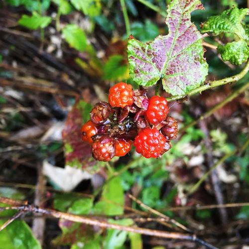 安徽皖南一带适合种植什么水果，安徽种植奇怪的水果有哪些。 安徽皖南一带适合种植什么水果，安徽种植奇怪的水果有哪些。 家禽养殖