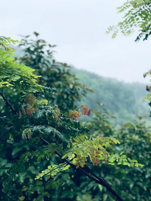 华北平原有多发达，平玉植物园地址。 华北平原有多发达，平玉植物园地址。 家禽养殖