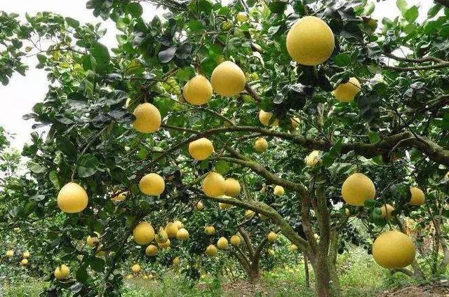 中山市哪里有食品批发市场，小榄水果种植基地地址在哪里。 中山市哪里有食品批发市场，小榄水果种植基地地址在哪里。 蔬菜种植