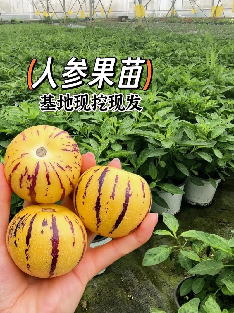 山东地区可以种植什么水果？像芒果，人参果可以种植吗，山东水果种植产业有哪些。 山东地区可以种植什么水果？像芒果，人参果可以种植吗，山东水果种植产业有哪些。 水果种植