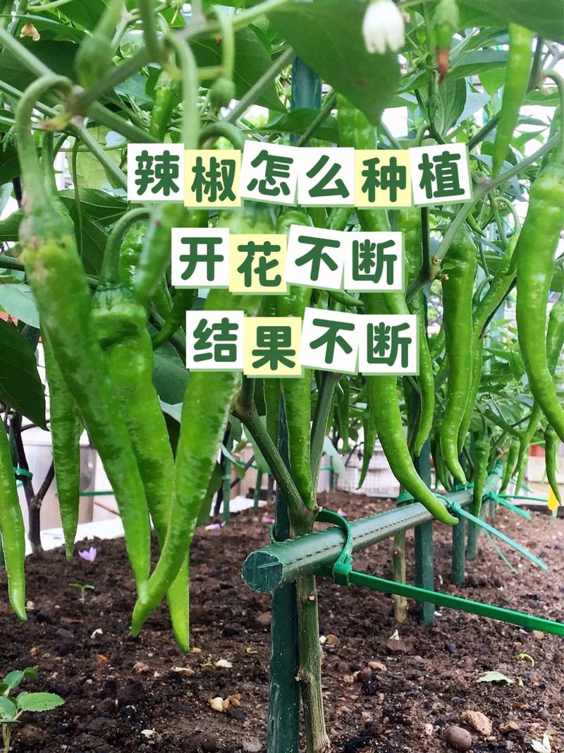 大连市何时育西红柿苗，大连水果辣椒种植时间表。 大连市何时育西红柿苗，大连水果辣椒种植时间表。 土壤施肥