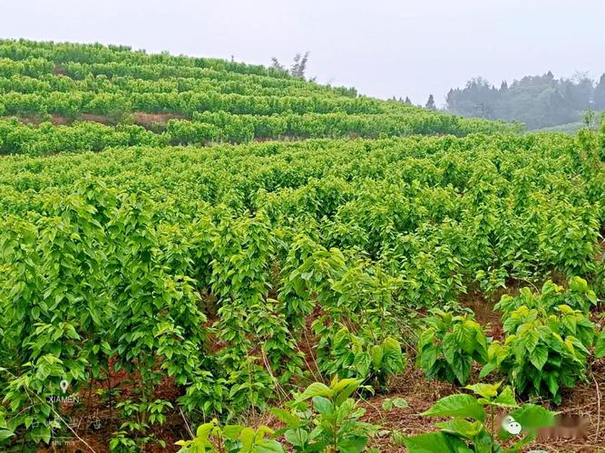 深圳哪里有桑葚采摘园，深圳夏季水果种植基地有哪些。 深圳哪里有桑葚采摘园，深圳夏季水果种植基地有哪些。 蔬菜种植