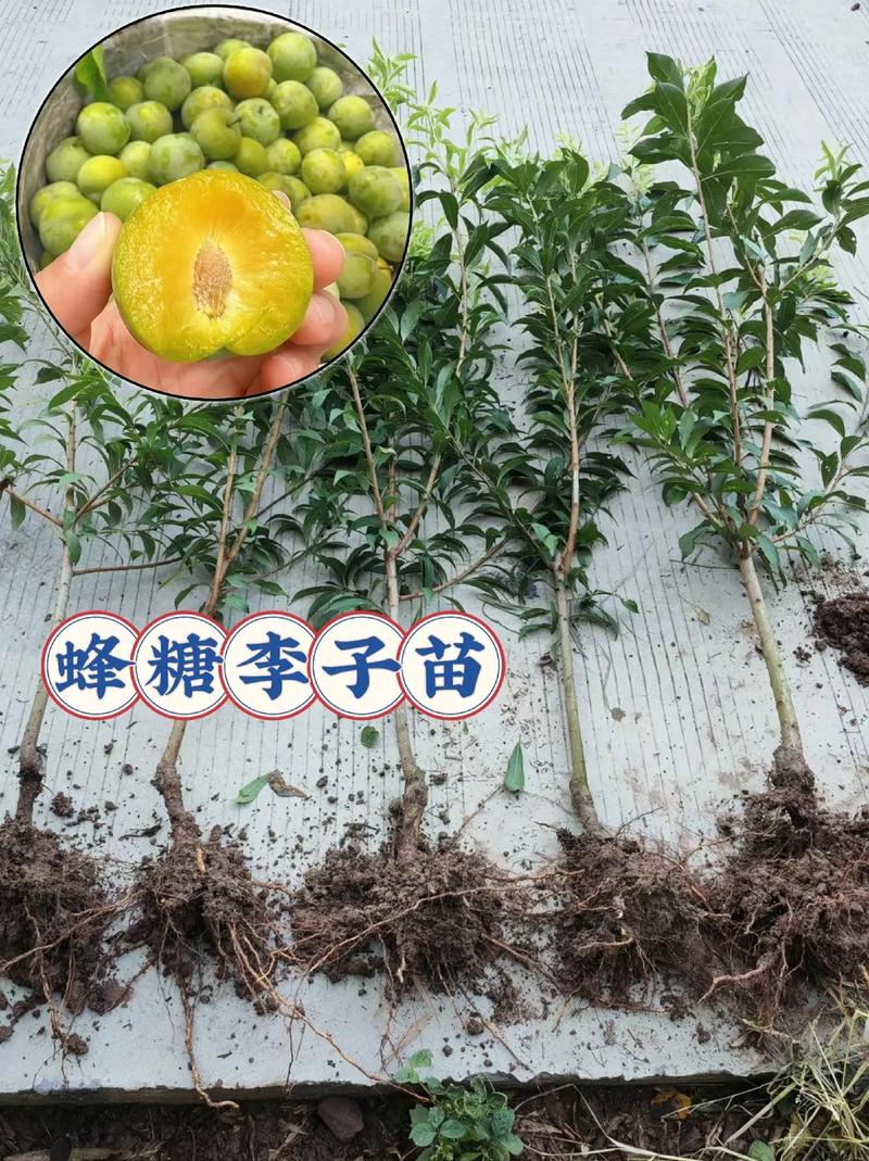 果苗种植正确方法，水果苗木批发种植方法。 果苗种植正确方法，水果苗木批发种植方法。 畜牧养殖