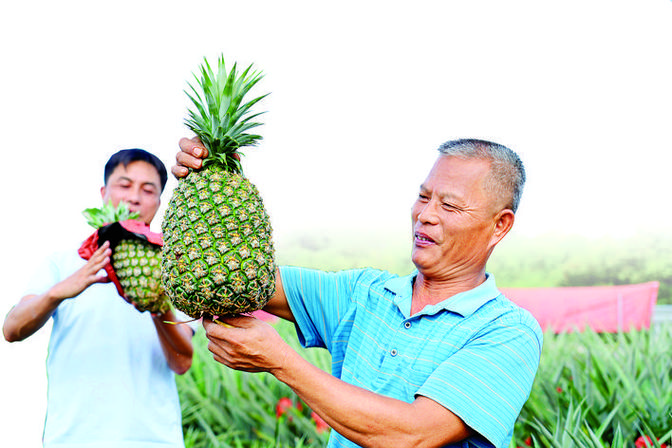 凤梨湖南能种出来吗，长沙水果种植基地。 凤梨湖南能种出来吗，长沙水果种植基地。 水果种植