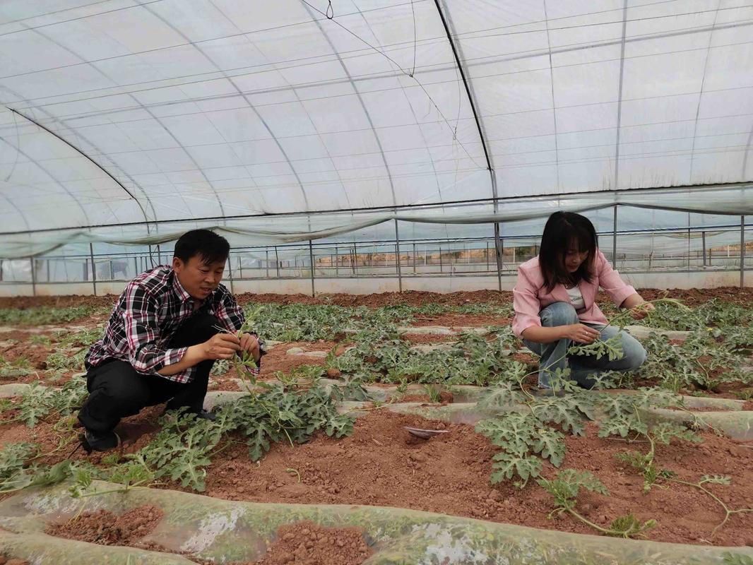 我有100万种什么水果收益最高，赤水水果大棚种植技术视频。 我有100万种什么水果收益最高，赤水水果大棚种植技术视频。 畜牧养殖