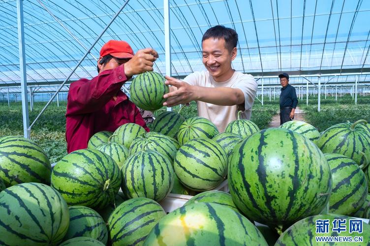 目前中国市场上的西瓜都有哪些产地，张掖水果西瓜种植好吗现在。 目前中国市场上的西瓜都有哪些产地，张掖水果西瓜种植好吗现在。 水果种植