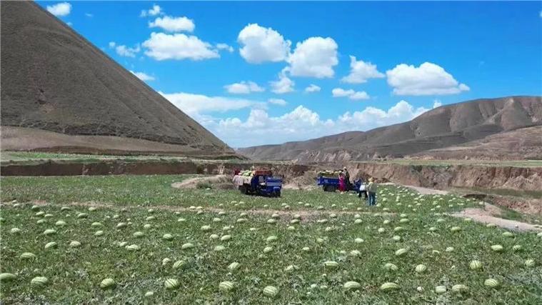 纯沙土地种植什么好，沙子适合种植什么水果呢。 纯沙土地种植什么好，沙子适合种植什么水果呢。 水果种植