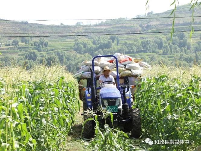 你的家乡有哪些民俗，和政县水果玉米种植面积。 你的家乡有哪些民俗，和政县水果玉米种植面积。 畜牧养殖