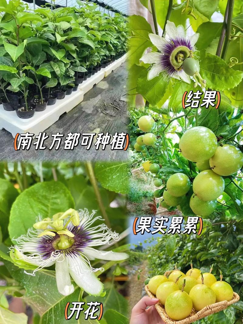 水果树种植方法，水果水平种植方法。 水果树种植方法，水果水平种植方法。 家禽养殖