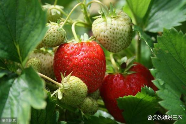 农村大规模种植（草莓🍓，樱桃，杨梅，桃子）都是应季水果，怎么做到深加工快速消费，种植超大号水果有哪些。 农村大规模种植（草莓🍓，樱桃，杨梅，桃子）都是应季水果，怎么做到深加工快速消费，种植超大号水果有哪些。 家禽养殖