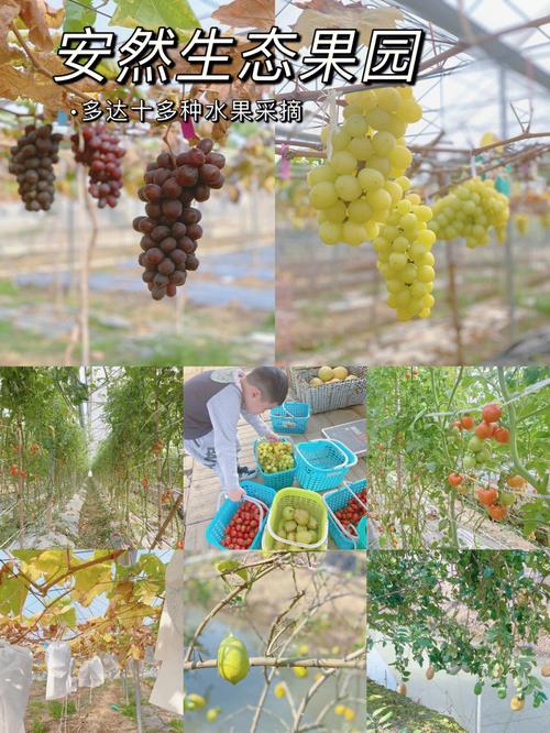 采摘园水果种植品种，水果种植乐园名字大全图片。 采摘园水果种植品种，水果种植乐园名字大全图片。 畜牧养殖