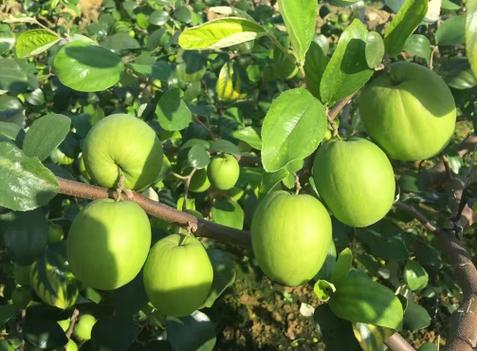 台湾大青枣开封可以种植吗，开封农业水果种植基地在哪里。 台湾大青枣开封可以种植吗，开封农业水果种植基地在哪里。 蔬菜种植