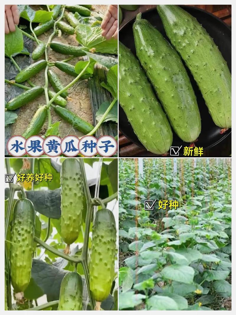 爬满架水果黄瓜的种植方法，水果黄瓜家中种植方法。 爬满架水果黄瓜的种植方法，水果黄瓜家中种植方法。 畜牧养殖