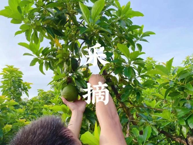 牛油果能否在海南种植，海南种植台湾水果有哪些。 牛油果能否在海南种植，海南种植台湾水果有哪些。 水果种植