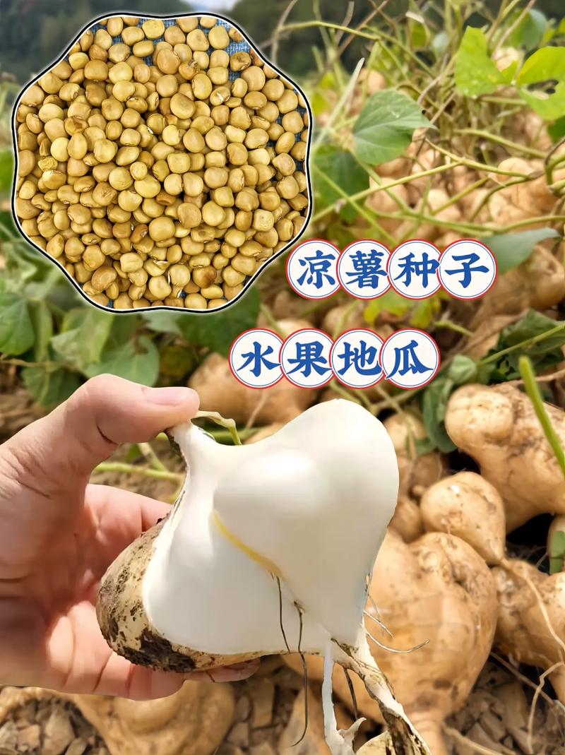 在农村种植水果怎么正规化，水果在农村怎么种植的。 在农村种植水果怎么正规化，水果在农村怎么种植的。 水果种植