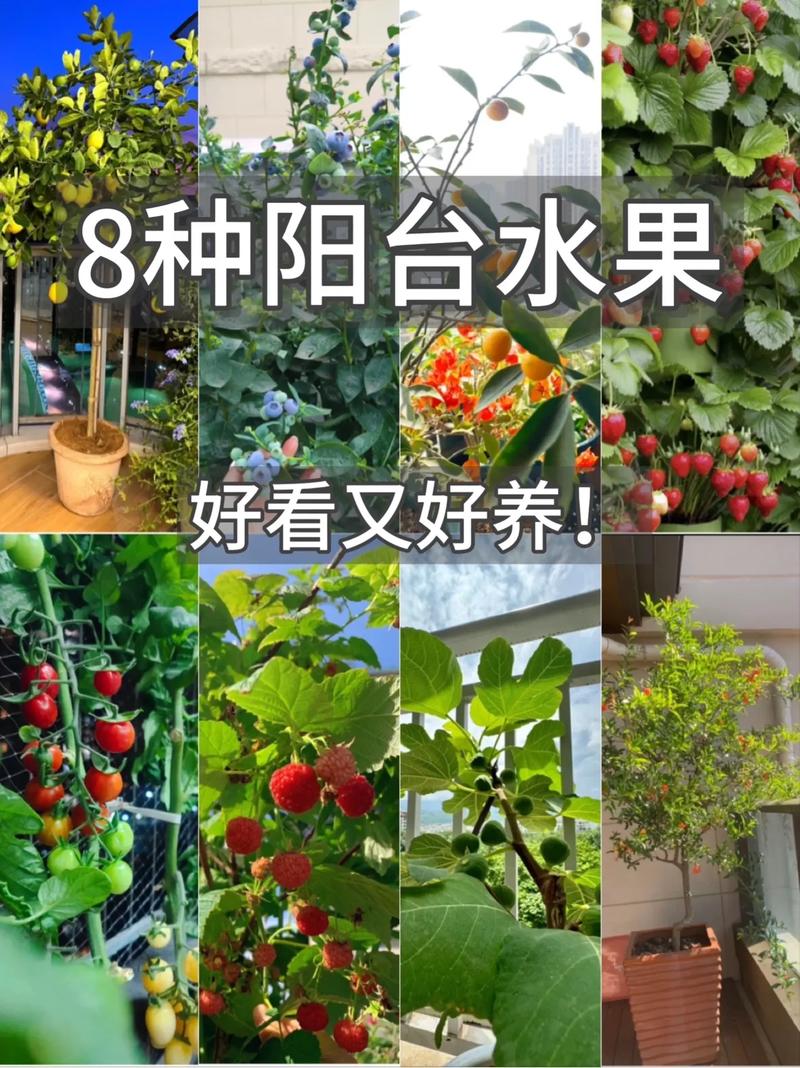 阳台或露台可以种什么水果，阳台夏天种植什么水果最好。 阳台或露台可以种什么水果，阳台夏天种植什么水果最好。 家禽养殖