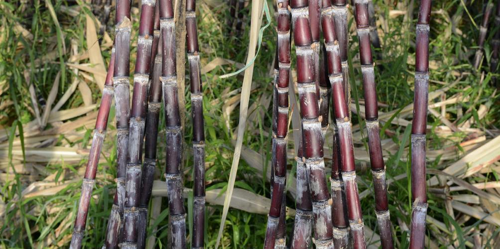 缅甸适合种植什么作物，晚熟水果甘蔗种植技术。 缅甸适合种植什么作物，晚熟水果甘蔗种植技术。 蔬菜种植