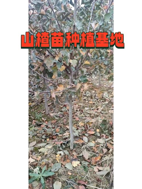 英格兰山楂种植方法，南方水果山楂种植时间。 英格兰山楂种植方法，南方水果山楂种植时间。 水果种植