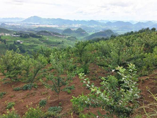 新农开发前景怎么样，甘肃定西水果李子种植基地。 新农开发前景怎么样，甘肃定西水果李子种植基地。 畜牧养殖