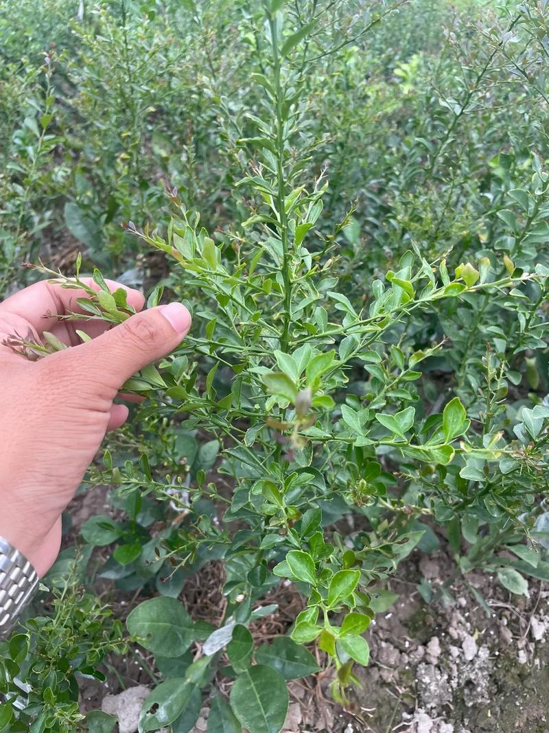 大家认为苗圃种植前景和收入如何，水果种植苗圃有哪些。 大家认为苗圃种植前景和收入如何，水果种植苗圃有哪些。 蔬菜种植