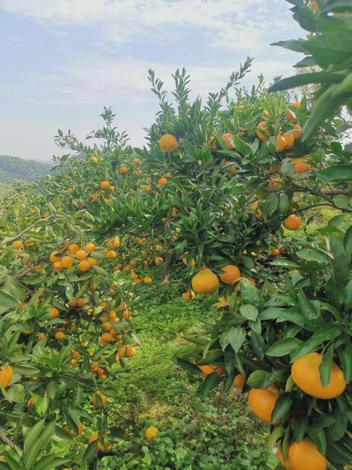 遵义有什么好吃的水果呢，遵义水果种植批发基地在哪里。 遵义有什么好吃的水果呢，遵义水果种植批发基地在哪里。 畜牧养殖