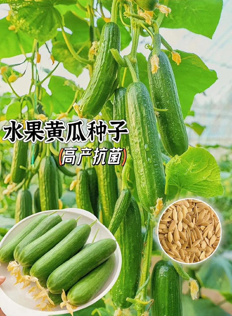 中国各个地方的特产或者特色美食有哪些，合川水果黄瓜种植基地。 中国各个地方的特产或者特色美食有哪些，合川水果黄瓜种植基地。 畜牧养殖