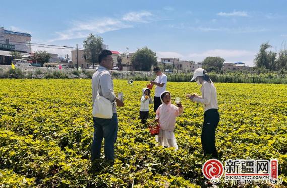 乌鲁木齐这个季节哪里有摘草莓的地方，乌鲁木齐能种植什么水果树。 乌鲁木齐这个季节哪里有摘草莓的地方，乌鲁木齐能种植什么水果树。 水果种植