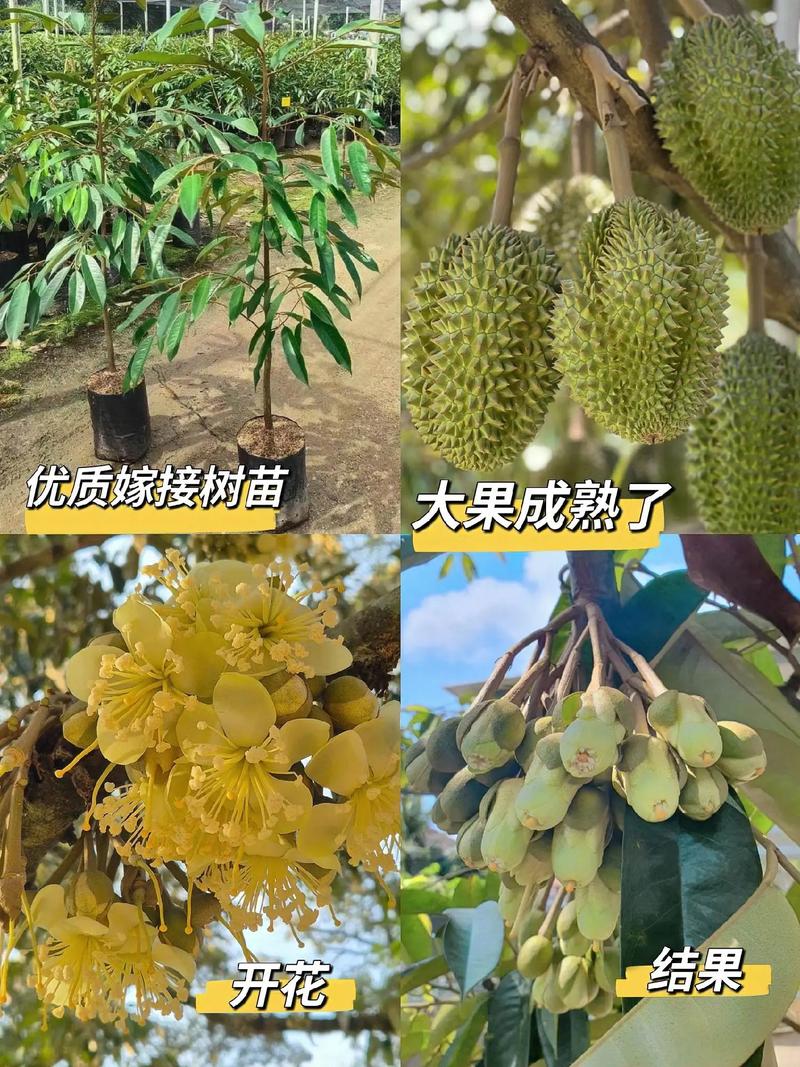 南方山区适合种植什么水果，南方居家水果种植方法。 南方山区适合种植什么水果，南方居家水果种植方法。 土壤施肥