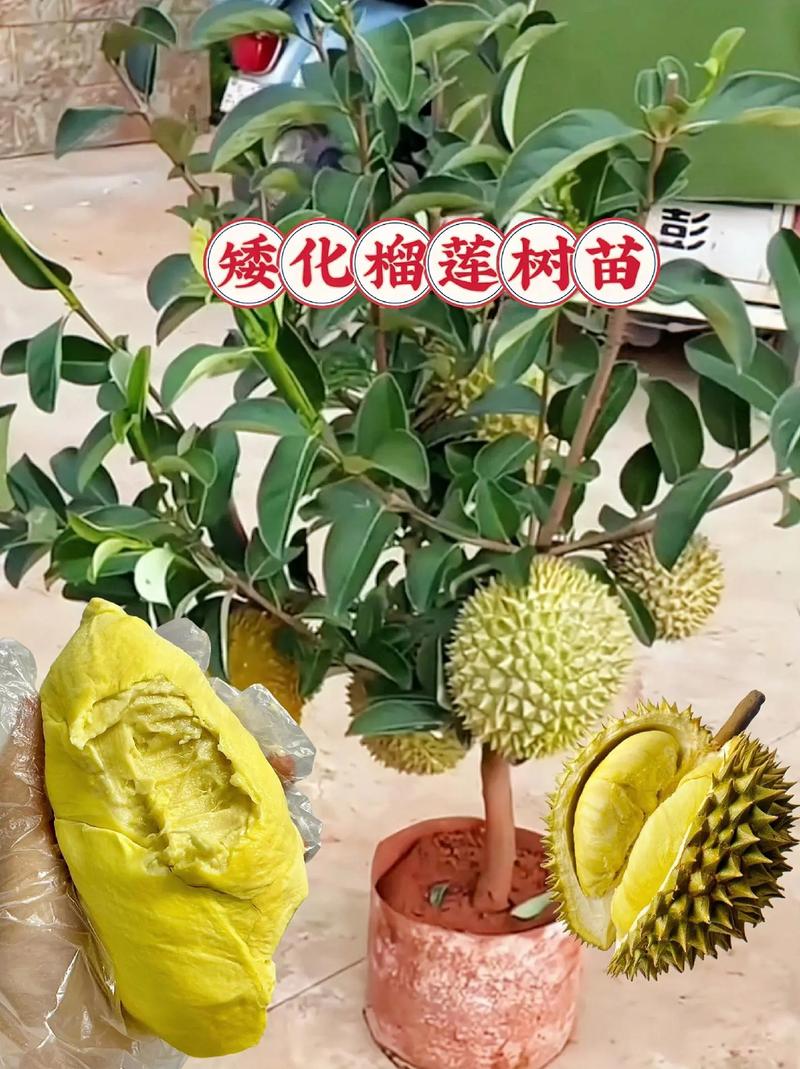 为什么杨贵妃爱吃荔枝，咸阳水果榴莲种植基地在哪里。 为什么杨贵妃爱吃荔枝，咸阳水果榴莲种植基地在哪里。 家禽养殖