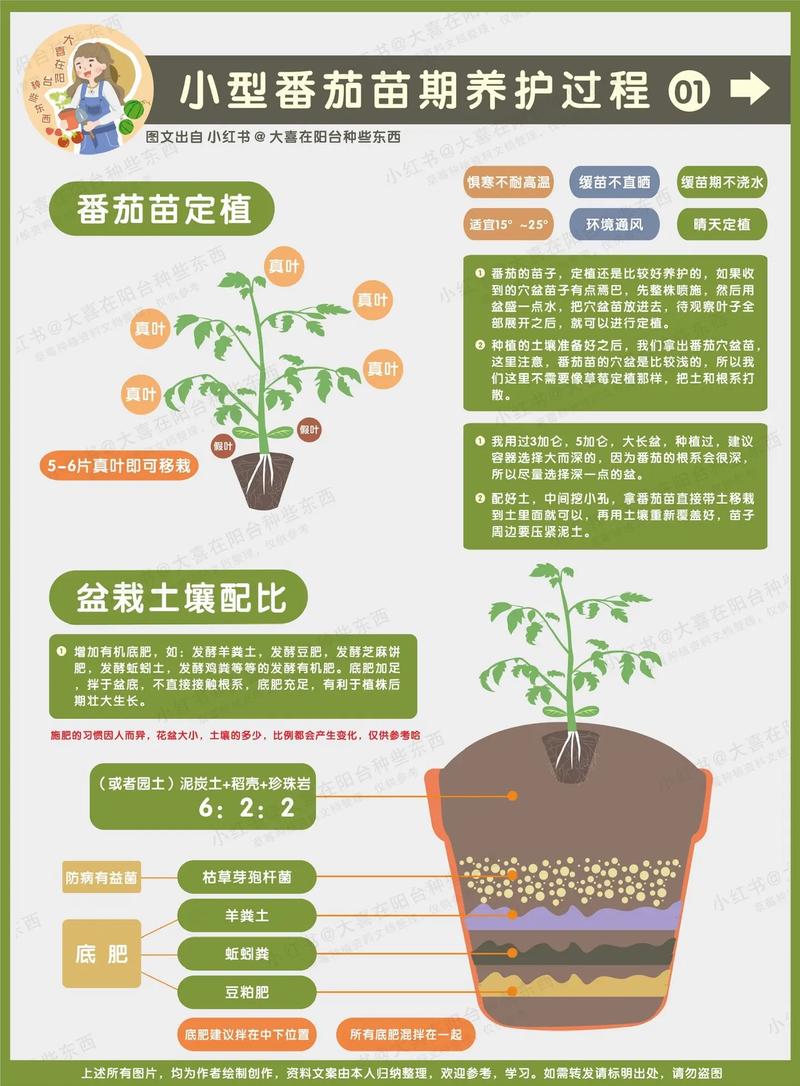 红贵妃水果番茄种植方法，种植水果盆栽技术要点。 红贵妃水果番茄种植方法，种植水果盆栽技术要点。 家禽养殖