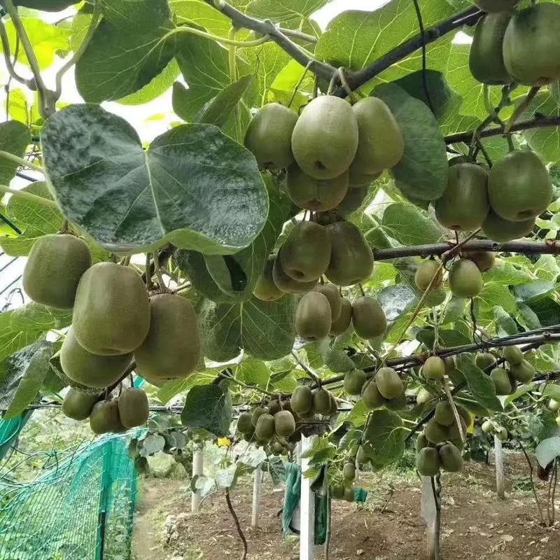 贵州遵义地区适合种植什么水果和养殖什么，贵州种植什么水果好卖呢。 贵州遵义地区适合种植什么水果和养殖什么，贵州种植什么水果好卖呢。 蔬菜种植