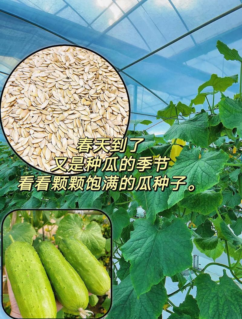 7一8月能种水果黄瓜吗，科学种植水果黄瓜教案。 7一8月能种水果黄瓜吗，科学种植水果黄瓜教案。 水果种植