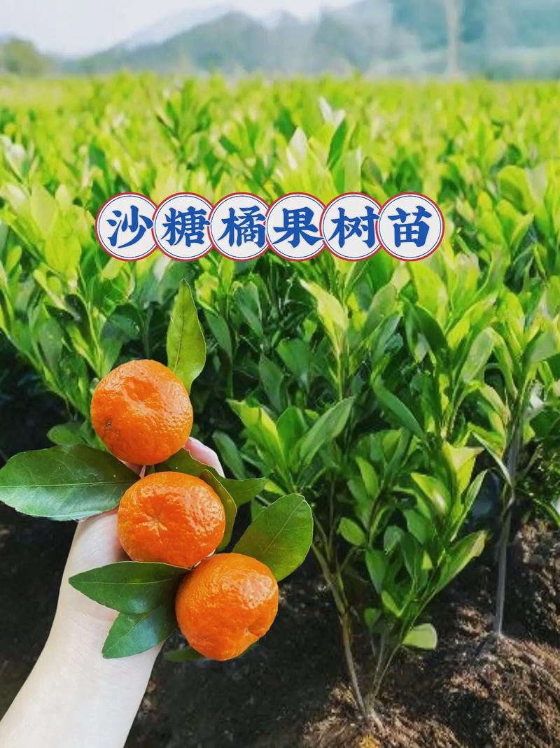 沙糖桔在菲律宾能种植吗，菲律宾适合种植什么水果树。 沙糖桔在菲律宾能种植吗，菲律宾适合种植什么水果树。 水果种植