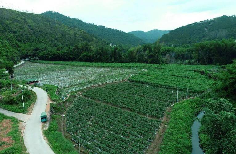 2020茂名有多少个县，信宜朱砂水果种植基地。 2020茂名有多少个县，信宜朱砂水果种植基地。 水果种植