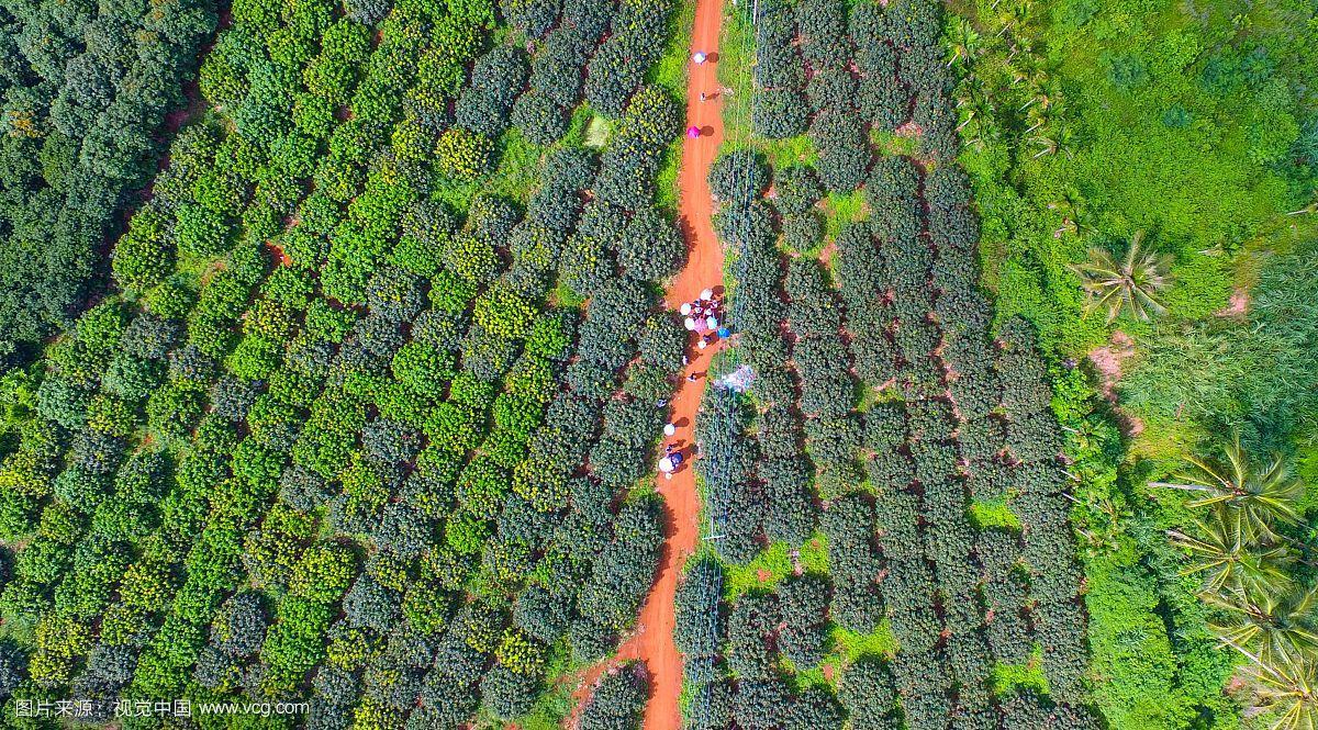 在海南投资种植荔枝怎么样，万宁种植水果基地。 在海南投资种植荔枝怎么样，万宁种植水果基地。 土壤施肥