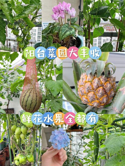 高层住宅怎么储存蔬菜，高层种植什么水果最好呢。 高层住宅怎么储存蔬菜，高层种植什么水果最好呢。 家禽养殖