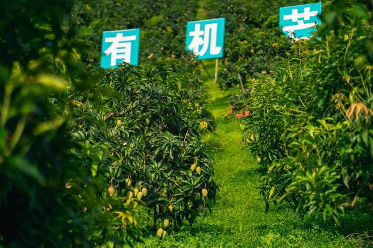 贵州的哪些地方可以摘芒果，安顺晴隆水果种植基地。 贵州的哪些地方可以摘芒果，安顺晴隆水果种植基地。 土壤施肥