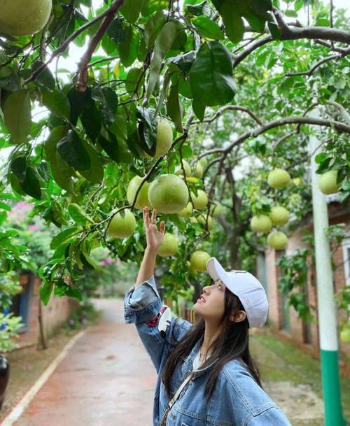 广汉适合种植什么水果，南部县种植水果基地。 广汉适合种植什么水果，南部县种植水果基地。 畜牧养殖