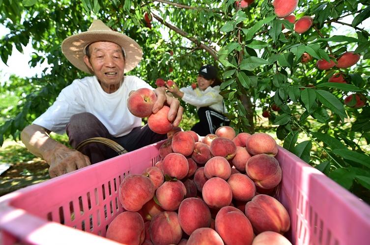 河南鹤壁哪里有水果采摘园，全国水果种植采摘园有哪些。 河南鹤壁哪里有水果采摘园，全国水果种植采摘园有哪些。 畜牧养殖