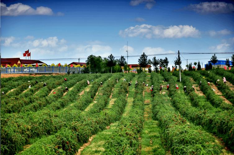 什么天然生存环境使宁夏成为枸杞的最佳生产巷地，西北水果枸杞种植基地在哪里。 什么天然生存环境使宁夏成为枸杞的最佳生产巷地，西北水果枸杞种植基地在哪里。 水果种植