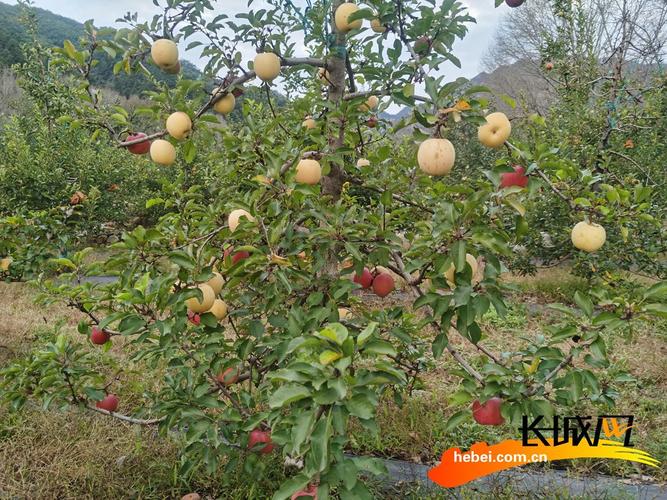 河北适合种植什么果树，河北水果种植面积排名。 河北适合种植什么果树，河北水果种植面积排名。 蔬菜种植