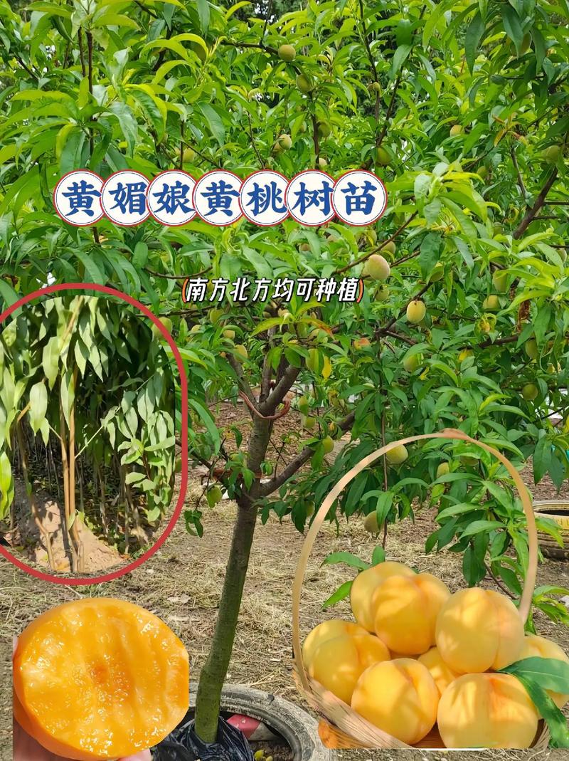 水果黄的种植方法，大师教你种植水果的方法。 水果黄的种植方法，大师教你种植水果的方法。 水果种植