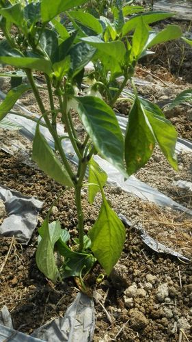 农村种植辣椒，为何老是落叶，坏辣椒，有什么办法没，种植水果辣椒的前景如何。 农村种植辣椒，为何老是落叶，坏辣椒，有什么办法没，种植水果辣椒的前景如何。 水果种植