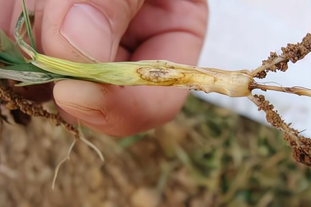 现在小麦拔节前后，有没有必要防治小麦赤霉病，成安水果玉米种植基地。 现在小麦拔节前后，有没有必要防治小麦赤霉病，成安水果玉米种植基地。 土壤施肥